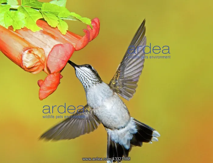 : Ruby Throated Hummingbird : Ruby Throated Hummingbird