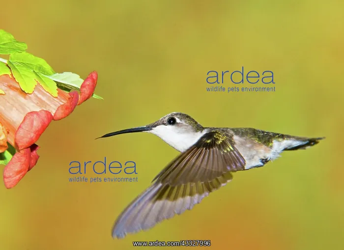 : Ruby Throated Hummingbird : Ruby Throated Hummingbird