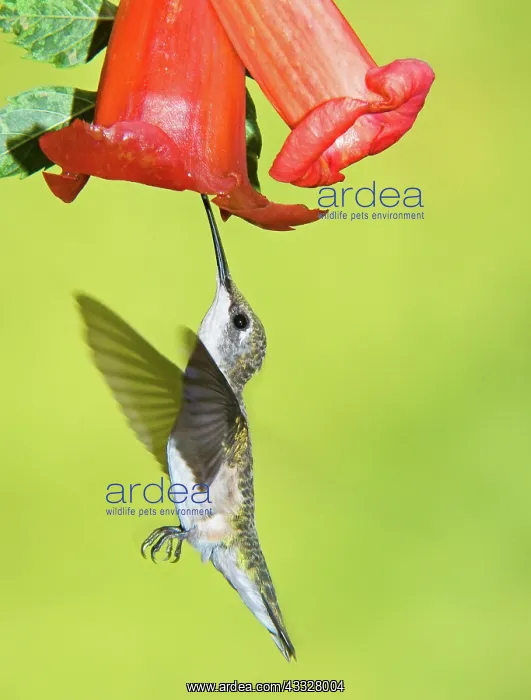 : Ruby Throated Hummingbird : Ruby Throated Hummingbird