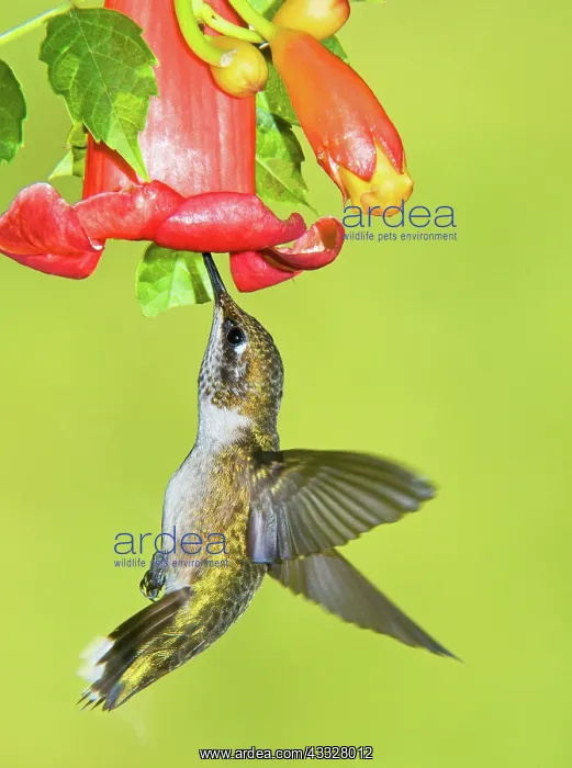 : Ruby Throated Hummingbird : Ruby Throated Hummingbird