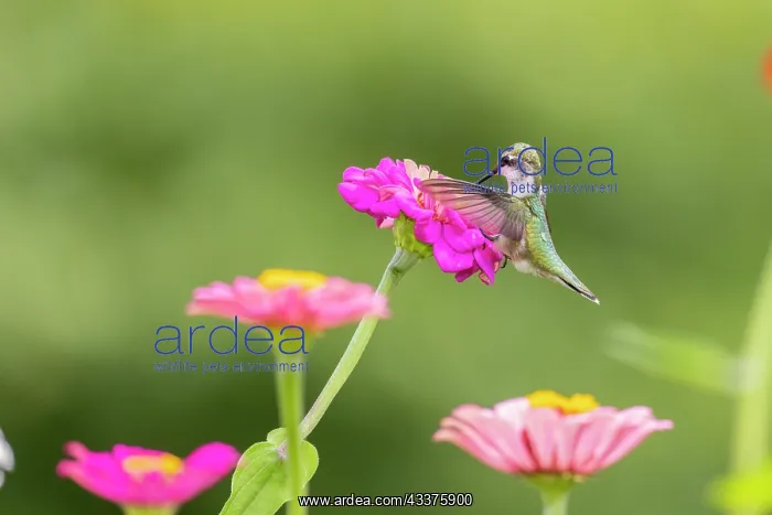 : Ruby-throated hummingbird : Ruby-throated hummingbird