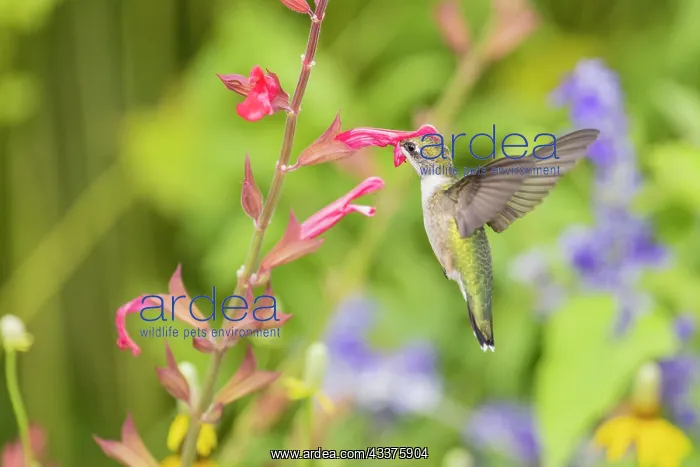 : Ruby-throated hummingbird : Ruby-throated hummingbird
