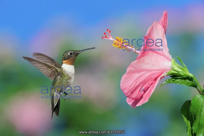 : Ruby-throated Hummingbird (Archilochus colubris) : Ruby-throated Hummingbird (Archilochus colubris)