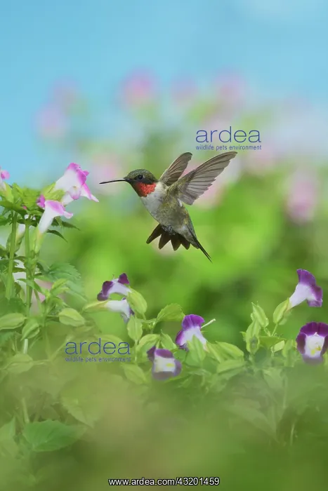  : Ruby-throated Hummingbird (Archilochus colubris)