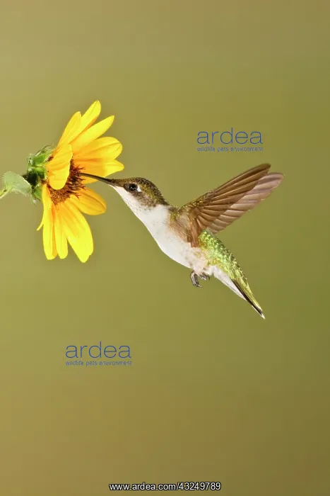 : Ruby-throated Hummingbird (Archilochus colubris) : Ruby-throated Hummingbird (Archilochus colubris)