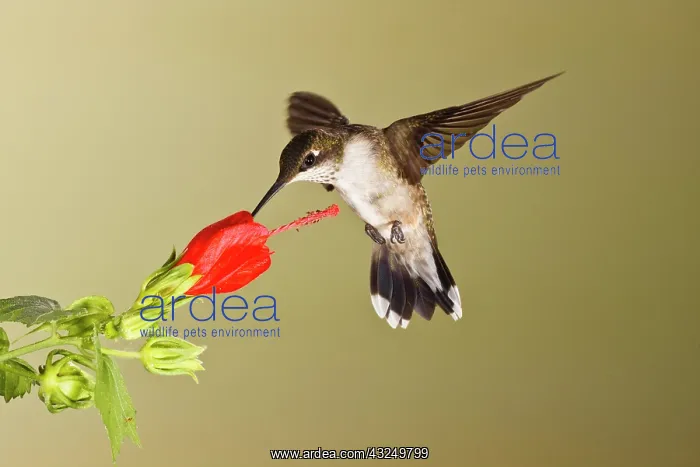 : Ruby-throated Hummingbird (Archilochus colubris) : Ruby-throated Hummingbird (Archilochus colubris)