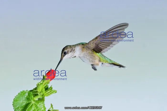 : Ruby-throated Hummingbird (Archilochus colubris) : Ruby-throated Hummingbird (Archilochus colubris)