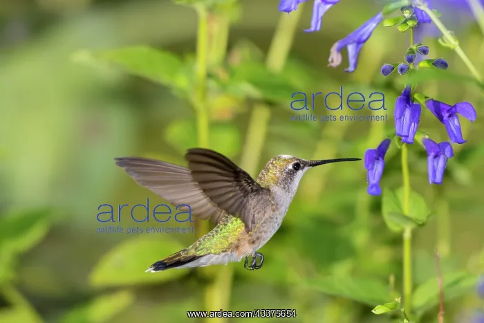 : Ruby-throated Hummingbird (Archilochus colubris) : Ruby-throated Hummingbird (Archilochus colubris)