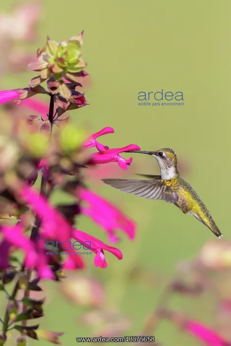 : Ruby-throated Hummingbird (Archilochus colubris) : Ruby-throated Hummingbird (Archilochus colubris)