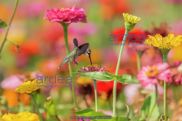: Ruby-throated Hummingbird (Archilochus colubris) : Ruby-throated Hummingbird (Archilochus colubris)