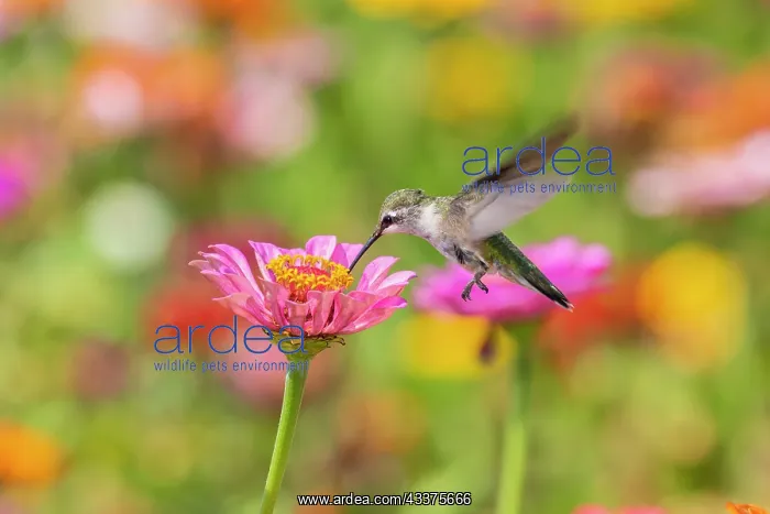 : Ruby-throated Hummingbird (Archilochus colubris) : Ruby-throated Hummingbird (Archilochus colubris)