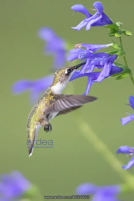 : Ruby-throated Hummingbird (Archilochus colubris) : Ruby-throated Hummingbird (Archilochus colubris)