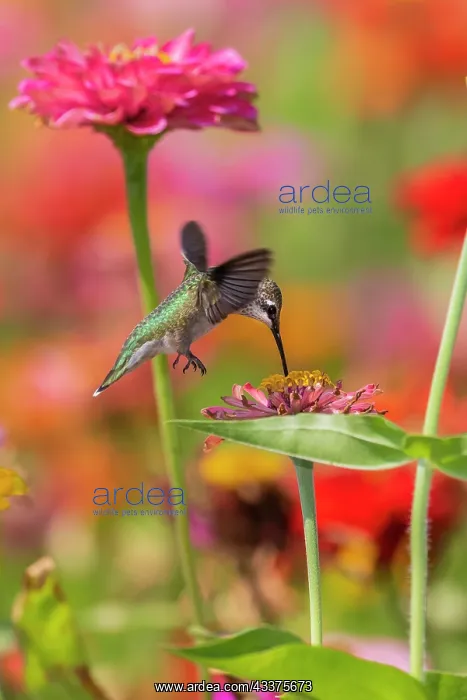 : Ruby-throated Hummingbird (Archilochus colubris) : Ruby-throated Hummingbird (Archilochus colubris)