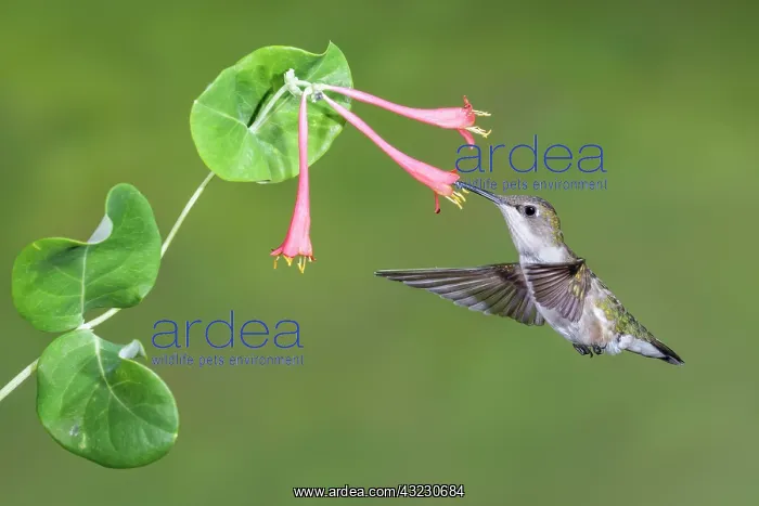 : Ruby-throated Hummingbird Archilochus colubris feeding : Ruby-throated Hummingbird Archilochus colubris feeding