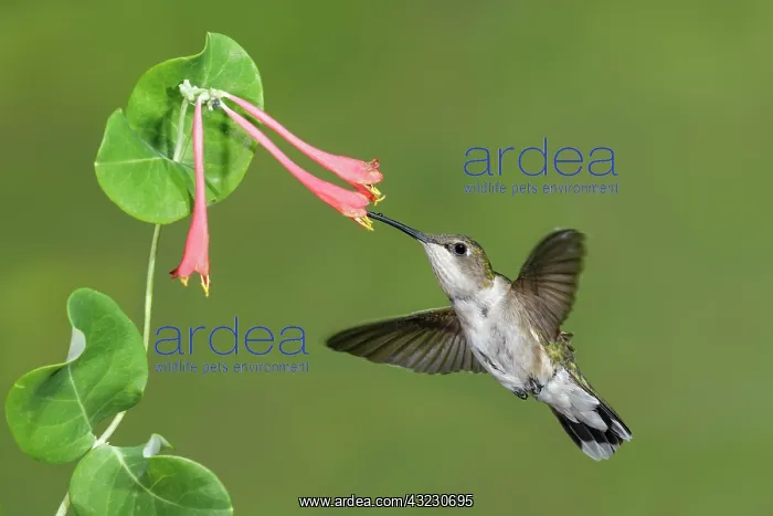  : Ruby-throated Hummingbird Archilochus colubris feeding
