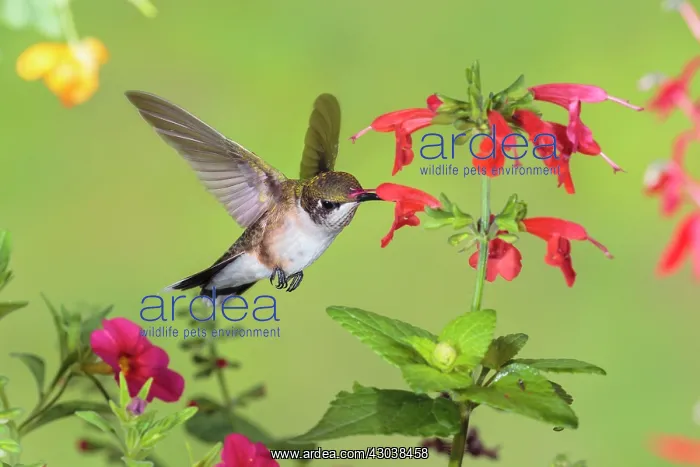 : Ruby-throated Hummingbird Archilochus colubris Female : Ruby-throated Hummingbird Archilochus colubris Female