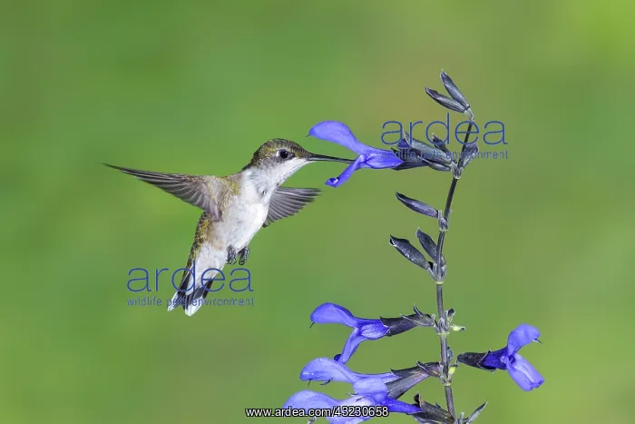 : Ruby-throated Hummingbird Archilochus colubris Female : Ruby-throated Hummingbird Archilochus colubris Female