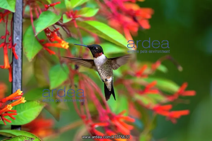 : Ruby-throated Hummingbird (Archilochus colubris) hovering : Ruby-throated Hummingbird (Archilochus colubris) hovering