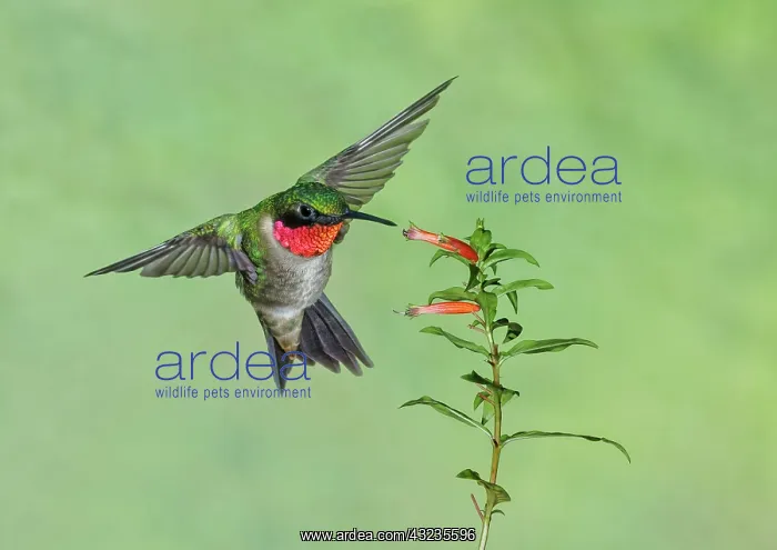 : Ruby-throated Hummingbird Archilochus colubris Male in : Ruby-throated Hummingbird Archilochus colubris Male in