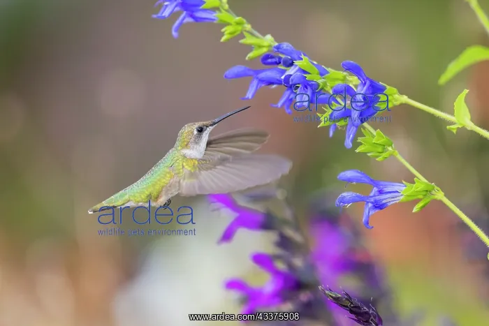 : Ruby-throated hummingbird at blue ensign salvia : Ruby-throated hummingbird at blue ensign salvia