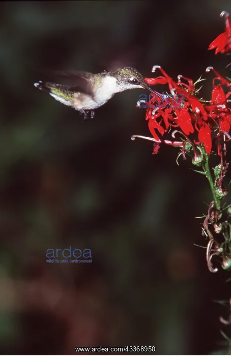 : RUBY-THROATED HUMMINGBIRD - feeding on flower : RUBY-THROATED HUMMINGBIRD - feeding on flower