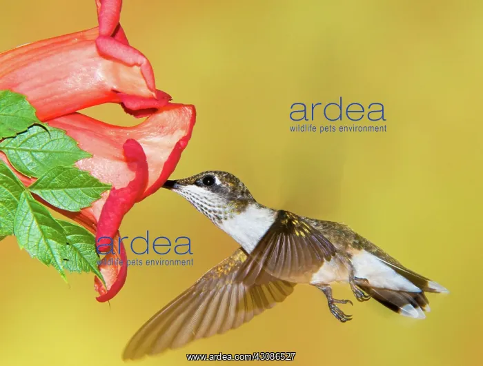 : Ruby-Throated Hummingbird (Female) : Ruby-Throated Hummingbird (Female)