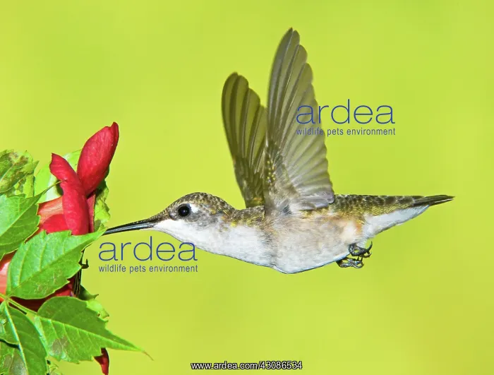 : Ruby-Throated Hummingbird (Female) : Ruby-Throated Hummingbird (Female)