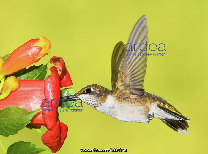 : Ruby-Throated Hummingbird (Female) : Ruby-Throated Hummingbird (Female)