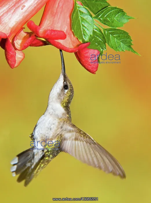 : Ruby-Throated Hummingbird (Female) : Ruby-Throated Hummingbird (Female)