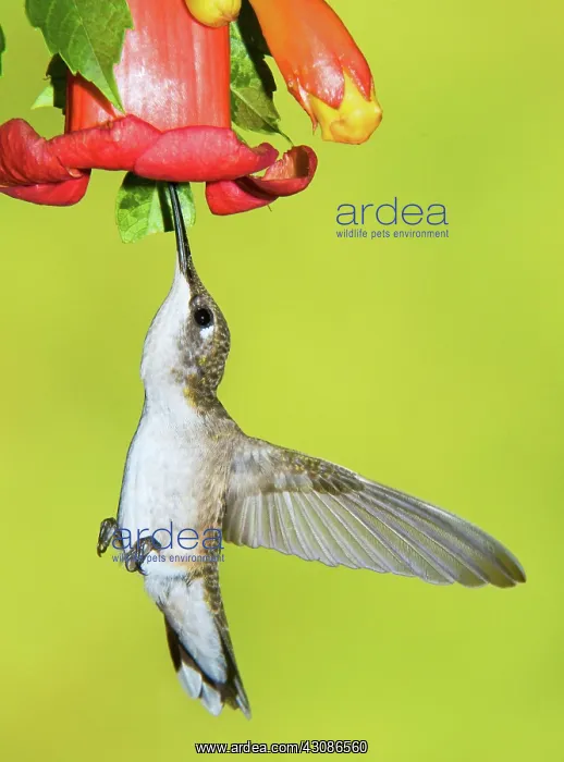 : Ruby-Throated Hummingbird (Female) : Ruby-Throated Hummingbird (Female)