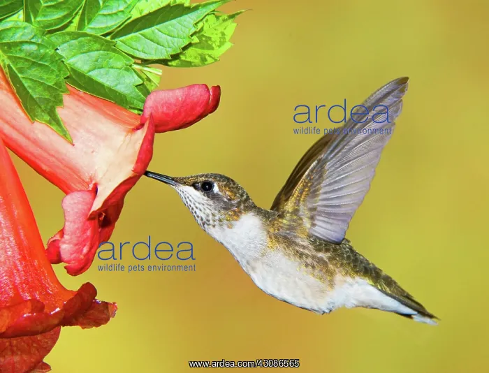 : Ruby-Throated Hummingbird (Female) : Ruby-Throated Hummingbird (Female)