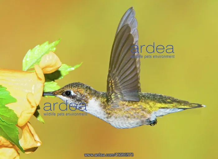 : Ruby-Throated Hummingbird (Female) : Ruby-Throated Hummingbird (Female)