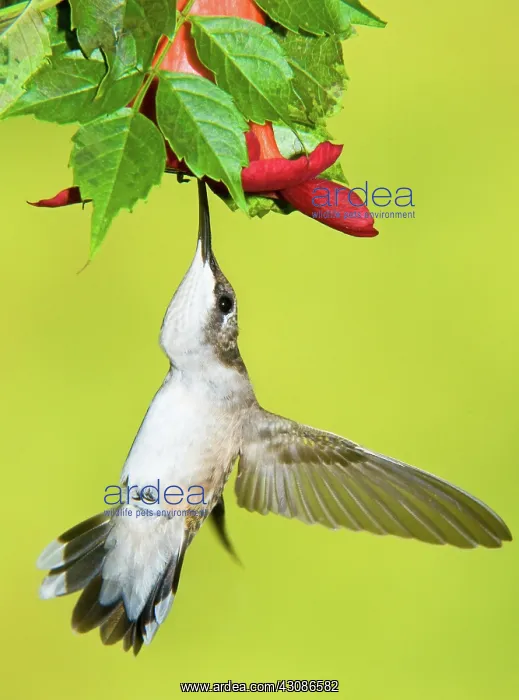 : Ruby-Throated Hummingbird (Female) : Ruby-Throated Hummingbird (Female)