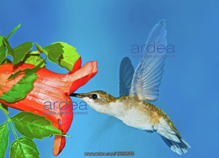 : Ruby Throated Hummingbird Female : Ruby Throated Hummingbird Female