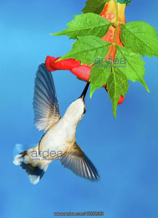 : Ruby Throated Hummingbird Female : Ruby Throated Hummingbird Female