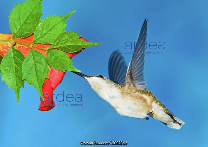 : Ruby Throated Hummingbird Female : Ruby Throated Hummingbird Female