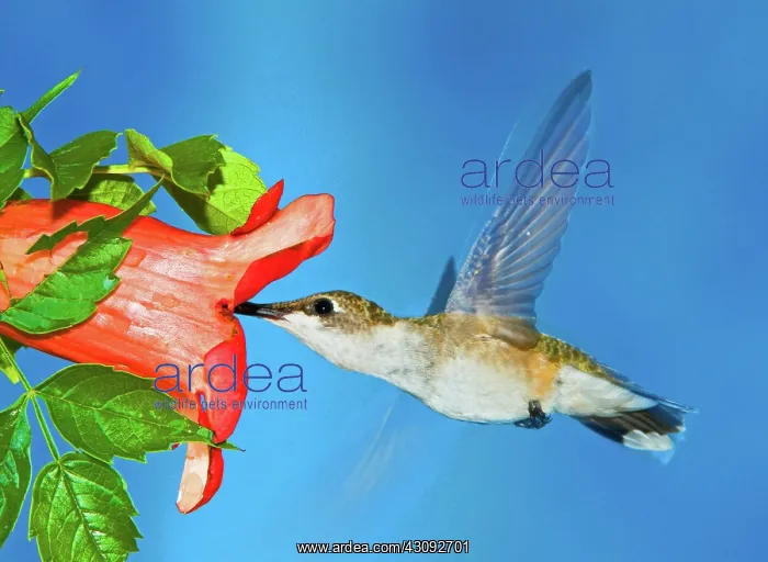 : Ruby Throated Hummingbird Female : Ruby Throated Hummingbird Female