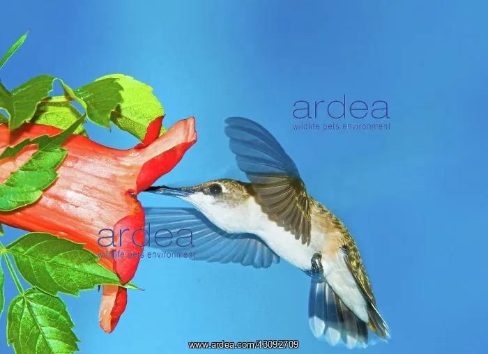 : Ruby Throated Hummingbird Female : Ruby Throated Hummingbird Female