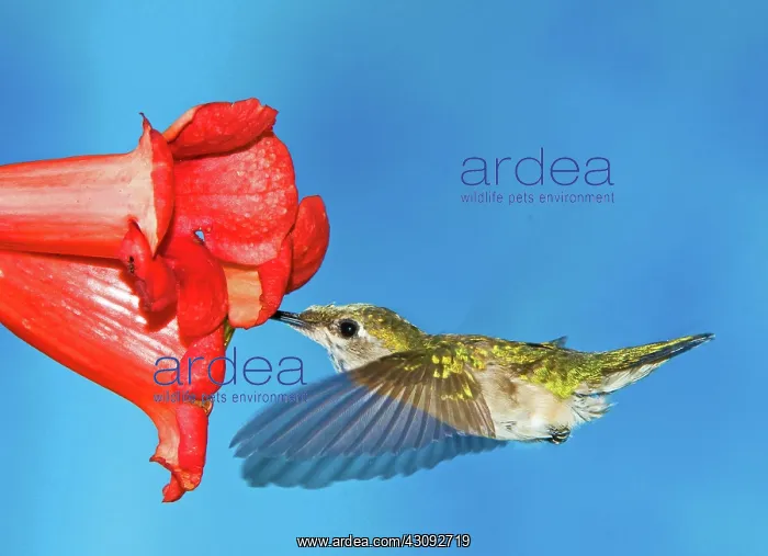 : Ruby Throated Hummingbird Female : Ruby Throated Hummingbird Female