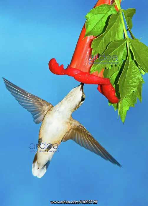 : Ruby Throated Hummingbird Female : Ruby Throated Hummingbird Female