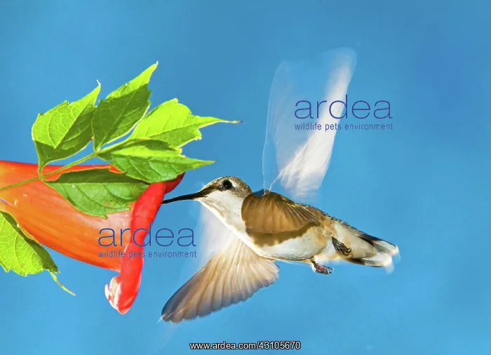 : Ruby Throated Hummingbird Female : Ruby Throated Hummingbird Female