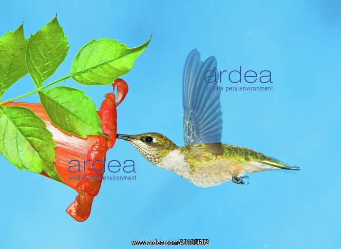 : Ruby Throated Hummingbird Female : Ruby Throated Hummingbird Female
