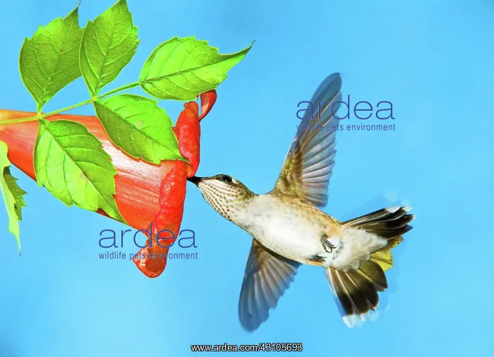 : Ruby Throated Hummingbird Female : Ruby Throated Hummingbird Female
