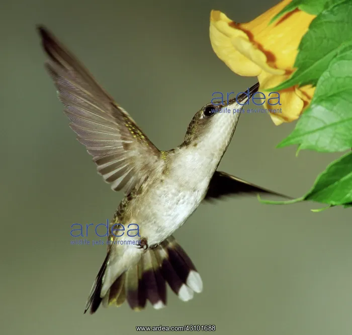 : Ruby-throated Hummingbird female at flower : Ruby-throated Hummingbird female at flower