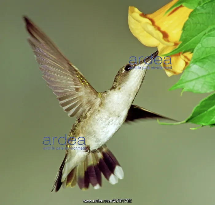  : Ruby-throated Hummingbird female at flower