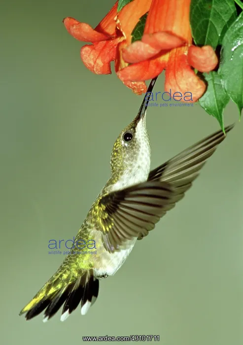 : Ruby-throated Hummingbird female at flower : Ruby-throated Hummingbird female at flower