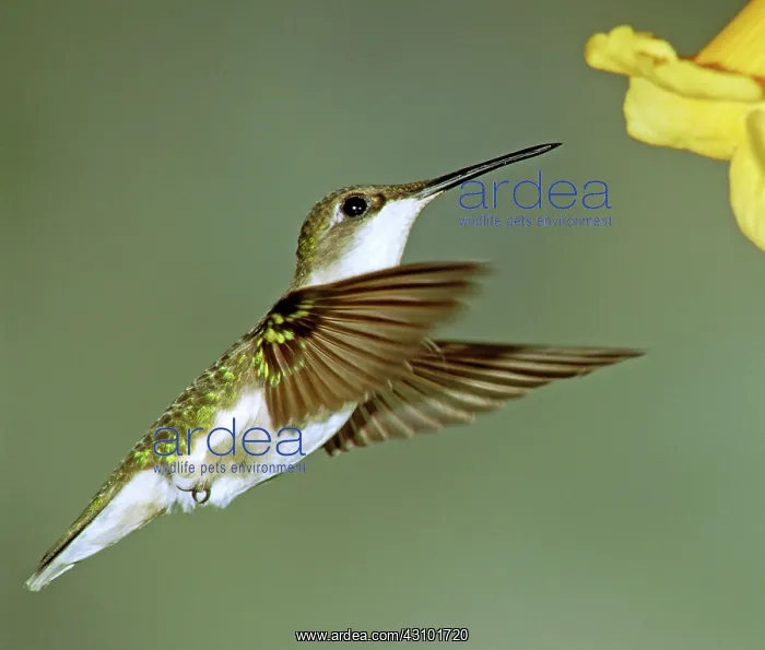 : Ruby-throated Hummingbird female at flower : Ruby-throated Hummingbird female at flower