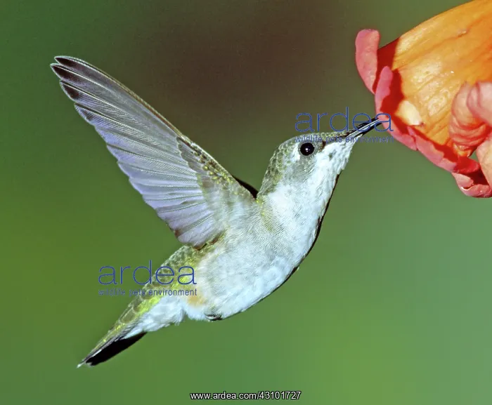 : Ruby-throated Hummingbird female at flower : Ruby-throated Hummingbird female at flower