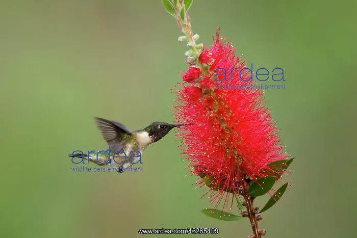 : Ruby-throated Hummingbird - male at bottlebrush flower : Ruby-throated Hummingbird - male at bottlebrush flower