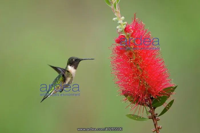 : Ruby-throated Hummingbird - male at bottlebrush flower : Ruby-throated Hummingbird - male at bottlebrush flower